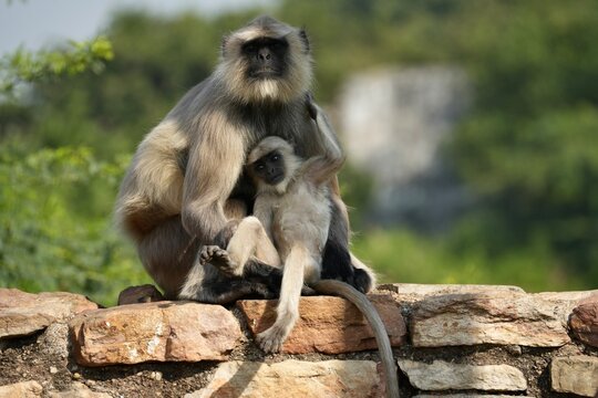 Hanuman Langurs (or Gray Langurs), which are Old World monkeys native to the Indian subcontinent. Bundi, Rajasthan, India