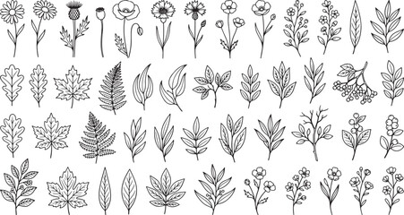 Fototapeta premium Hand drawn botanical elements collection featuring various wildflowers leaves and forest foliage isolated on white background for decorative design projects and creative graphic illustrations