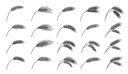 Single Line Wheat Berry Vector Collection Minimal Cereal Plant Set © Md
