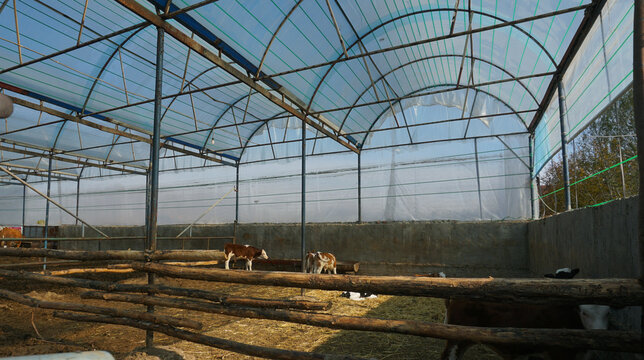Young calves inside a covered livestock farm with a plastic arched roof.