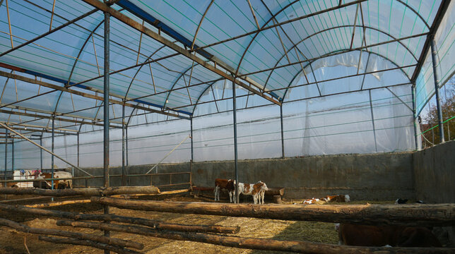 Young calves inside a covered livestock farm with a plastic arched roof.