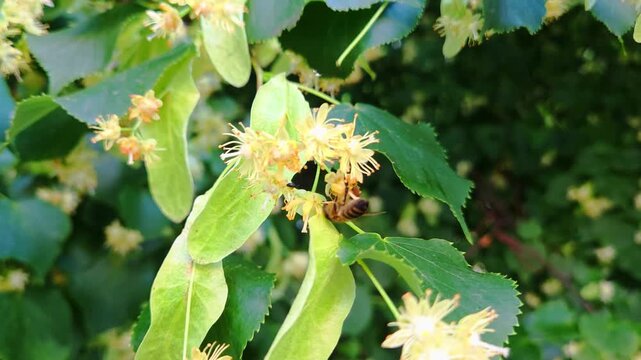 Honey bee collecting nectar from blooming linden flowers on green leaves in a natural garden setting, showcasing the intricate details of pollination