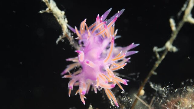 flabellinas mating underwater mediterranean sea