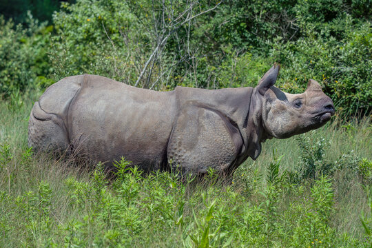Greater One Horned Indian Rhinoceros grazing 