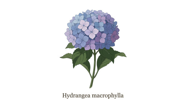 Hydrangea Macrophylla Flower Illustration - Blue and Purple Blooms on White Background