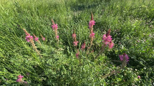 Close-up of vibrant pink common sainfoin (Onobrychis viciifolia) flowers blooming beautifully on tall spikes in a lush green meadow field during a sunny summer day landscape in the wild countryside.