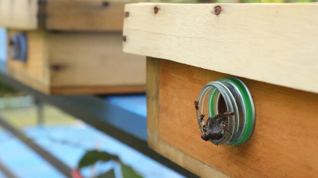 Close up of stingless honey bees at nest entrance made of propolis and geopropolis