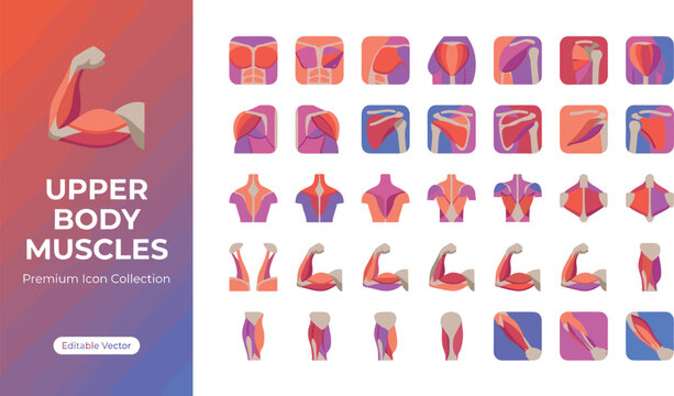 Upper body muscles animated workout collection for fitness training