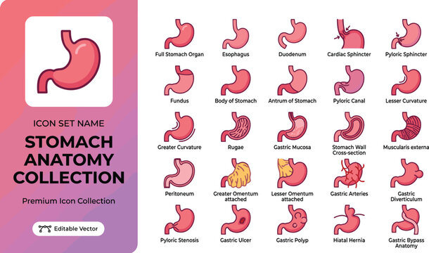 Stomach anatomy collection showing labeled digestive system parts in vector style