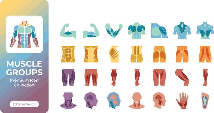 Isolated vector illustrations of human muscle groups and clothing items