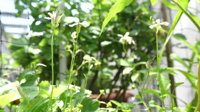 blooming arugula in the balcony garden