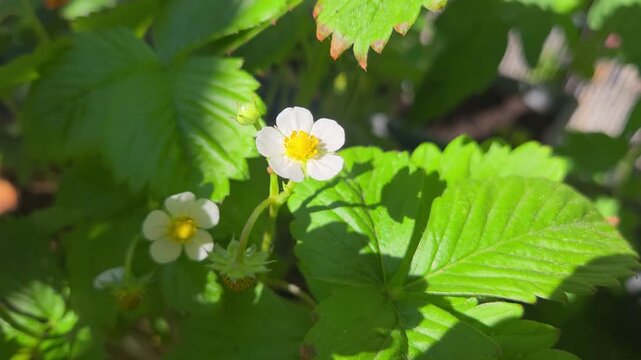 White strawberry flowers bloom among vibrant green leaves in a sunny garden, showcasing the natural beauty of plant life in a close-up view