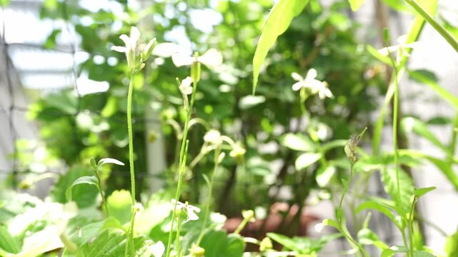 blooming arugula in the balcony garden