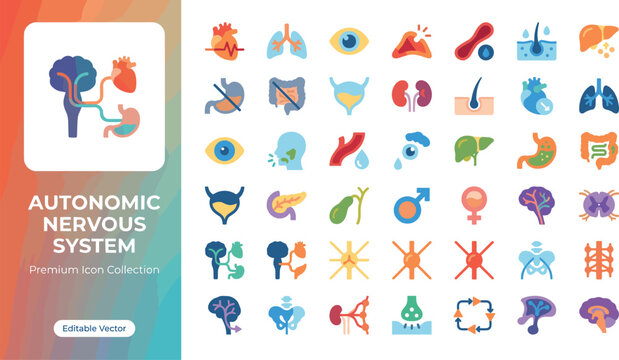 Autonomic nervous system icons set for medical education illustration