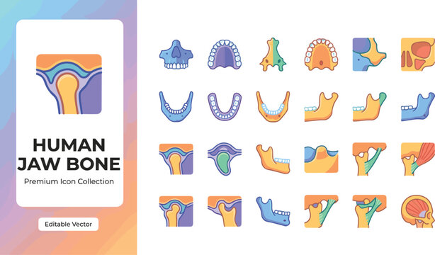 Human jaw bone medical vector icons set for dental illustration
