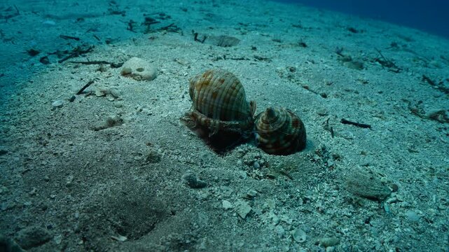  Bonnet Snail, Semicassis undulata r slug phalium granulatum chasing each other underwater