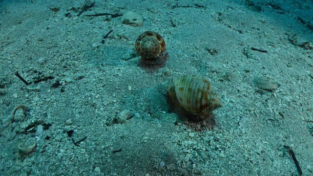  Bonnet Snail, Semicassis undulata r slug phalium granulatum chasing each other underwater