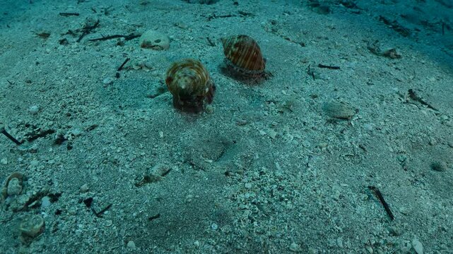  Bonnet Snail, Semicassis undulata r slug phalium granulatum chasing each other underwater