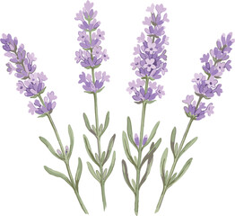 Obraz premium Watercolor lavender flowers vector set featuring purple botanical blossom sprigs and green leaves isolated on white background.