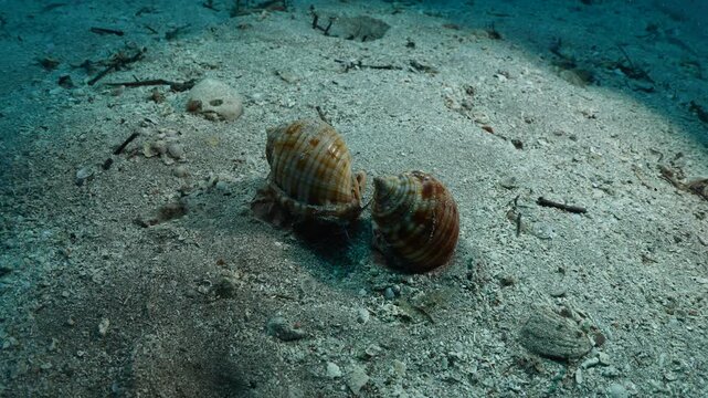  Bonnet Snail, Semicassis undulata r slug phalium granulatum chasing each other underwater