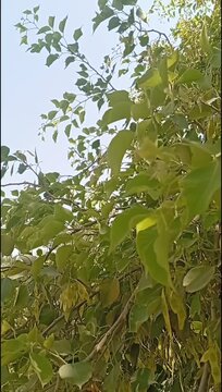 Dalbergia sissoo (Shisham) Tree with Lush Green Leaves in Natural Environment