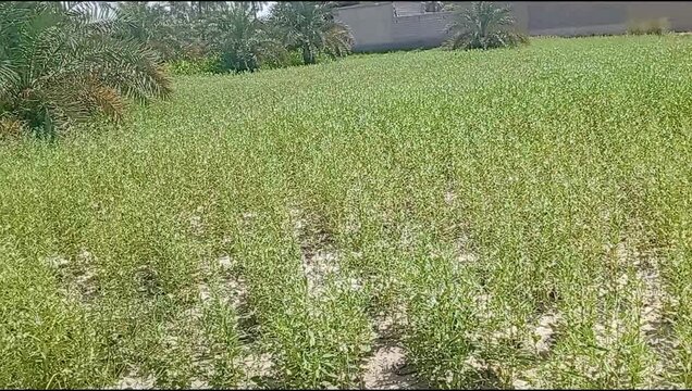 Healthy Green Fodder Crop Growing in Agricultural Field, Dera Ismail Khan, Pakistan