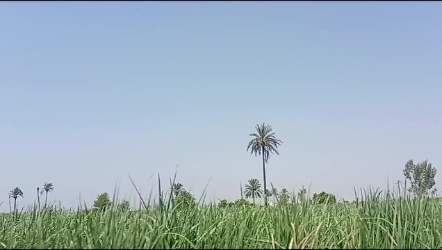 Scenic Agricultural Landscape with Palm Trees in Dera Ismail Khan, Khyber Pakhtunkhwa, Pakistan