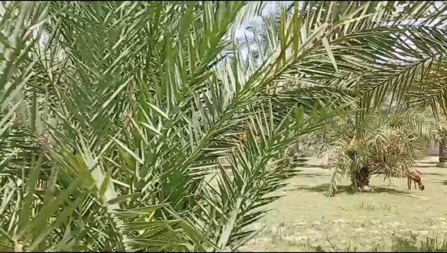 Phoenix dactylifera Date Palm Plantation in Dera Ismail Khan, Khyber Pakhtunkhwa, Pakistan