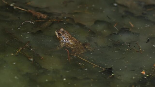 Common toad Bufo bufo sitting in a shallow stream of clear water