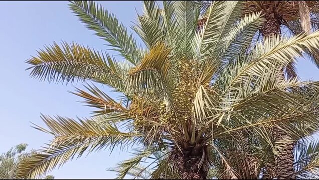 Phoenix dactylifera Date Palm with Developing Fruit in Dera Ismail Khan, Khyber Pakhtunkhwa, Pakistan