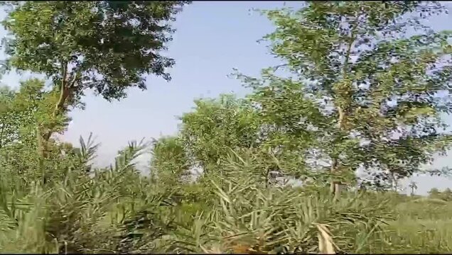 Scenic Agricultural Landscape with Native Trees in Dera Ismail Khan, Khyber Pakhtunkhwa, Pakistan