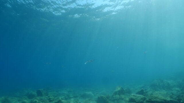 calamar scenery underwater with sun beams and sun rays swim slow  cephalopod sepioteuthis lessonia