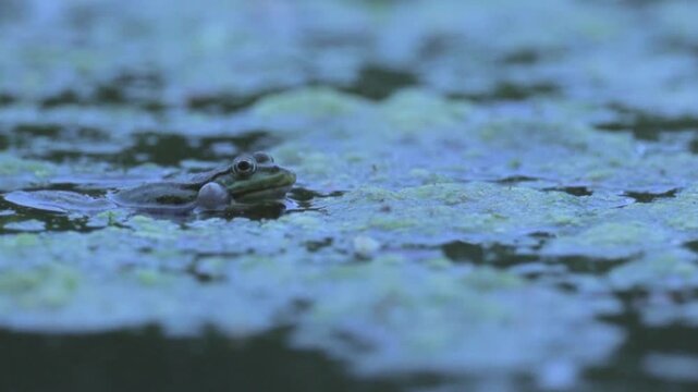 Green Frog Croaking in Pond at Evening