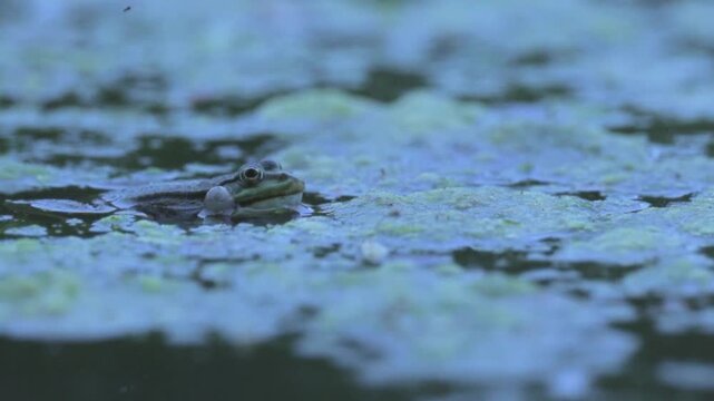 Green Frog Croaking in Pond at Evening