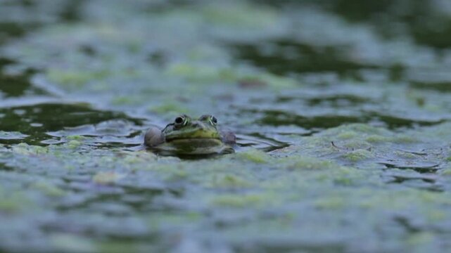 Green Frog Croaking in Pond at Evening