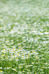Fototapeta premium Soft Chamomile Flower Meadow in Spring