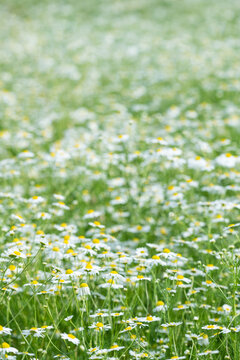 Soft Chamomile Flower Meadow in Spring