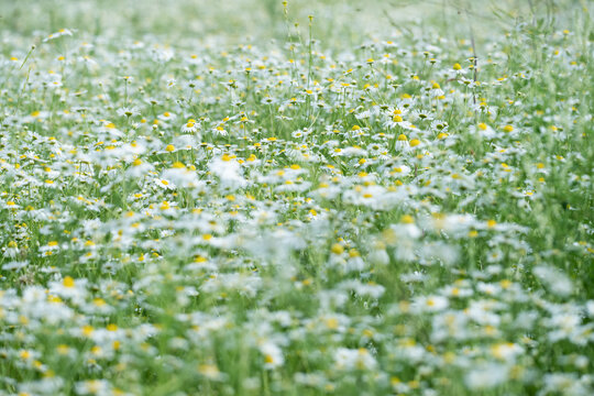 Soft Chamomile Flower Meadow in Spring