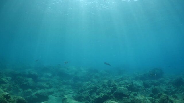 calamar scenery underwater with sun beams and sun rays swim slow  cephalopod sepioteuthis lessonia