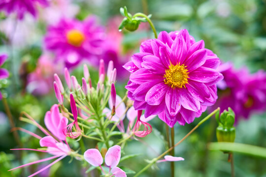 Pink dahlia and cleome flowers blooming in summer garden