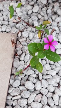 Pink catharanthus roseus flower, also known as madagascar periwinkle or rosy periwinkle, thriving with vibrant green leaves against a backdrop of smooth white garden pebbles