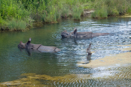 Two Indian Rhinos in lake