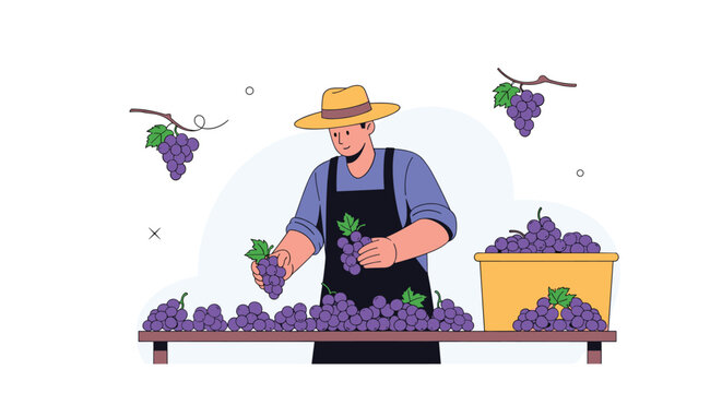 Male farmer wearing apron and hat sorting fresh purple grapes on a wooden table during the autumn harvest season.