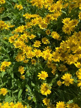 Blooming Arnica foliosa with lots of round yellow flowers.perennial herbaceous plant,honey plant and medicinal plant in the garden.summer nature scene,garden design,natural pattern,natural background