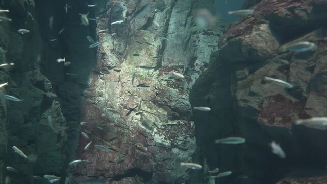 岩場の水中を小魚が群れで泳ぐ幻想的な動画素材