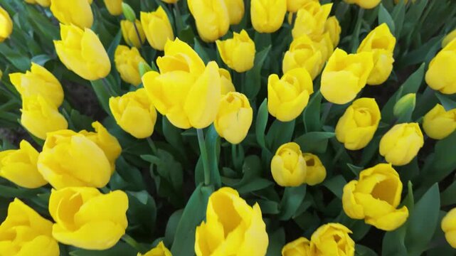 drone captures yellow tulip field in bloom during springtime at local garden