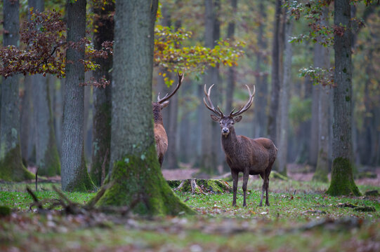 cerfs