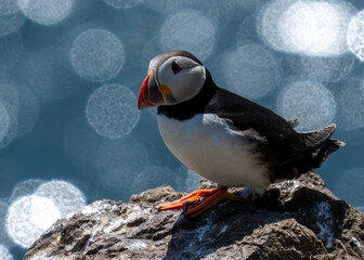 atlantic puffin or common puffin © Anthony