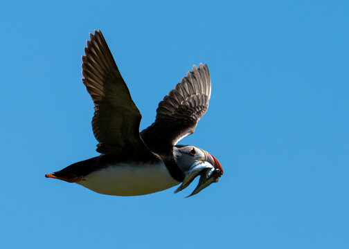 Atlantic puffin in flight with sand eels