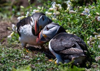 atlantic puffin or common puffin © Anthony